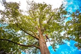 Best Aeration Services  in Tellico Plains, TN