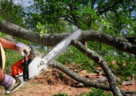 Best Organic Lawn Care Solutions  in Tellico Plains, TN